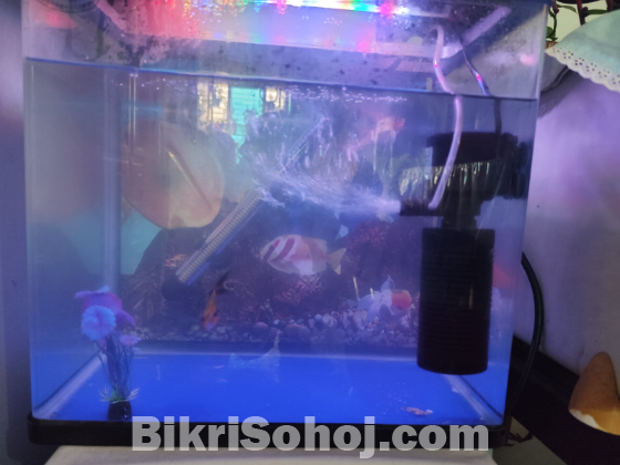 ১৬:৯ ওয়াইডস্ক্রিন চায়না একুরিয়াম